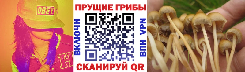 Галлюциногенные грибы Psilocybe площадка какой сайт Озёрск